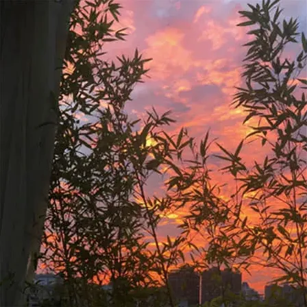 花影