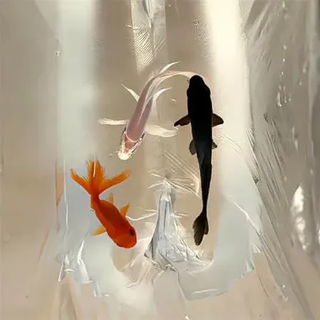 熙霸