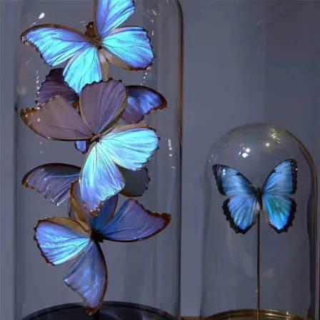 橘子