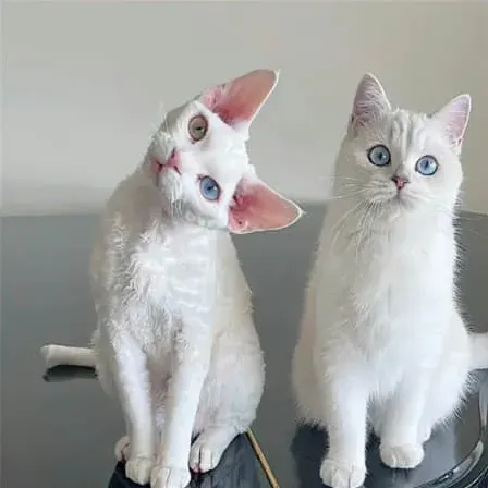 昵称
