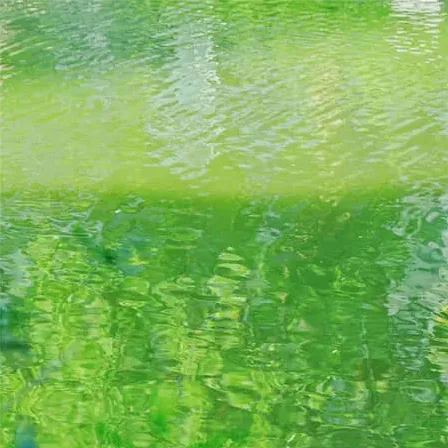 杨帆