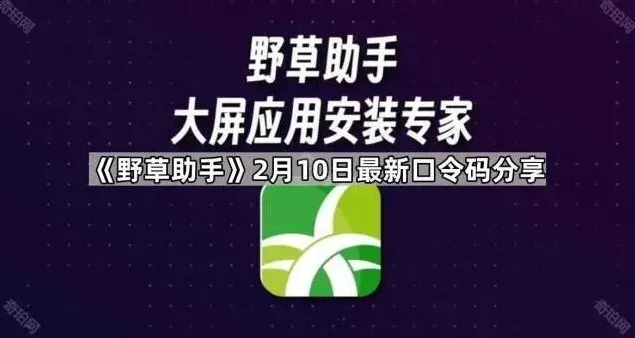 《野草助手》：2月10日最新口令码分享技巧