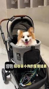 得物宠物鉴别技巧与流程